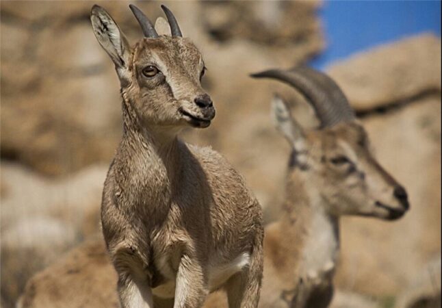 محیط زیست خوزستان با کمبود محیط‌بان روبه‌رو است