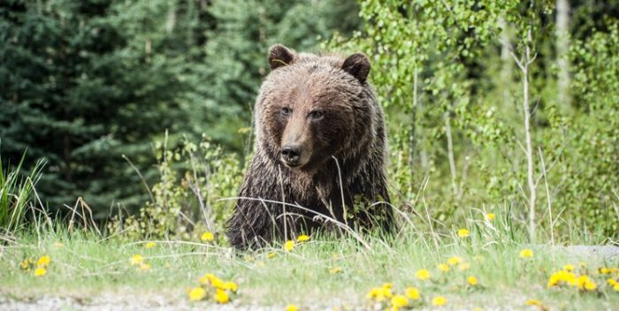 از مشاهده خرس قهوه‌ای تا پاسخ متولی/رفتار طبیعی حیات وحش را غیر طبیعی جلوه ندهید!