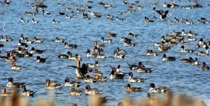 افزایش ۱۰ درصدی تنوع زیستی در تالاب‌های خوزستان