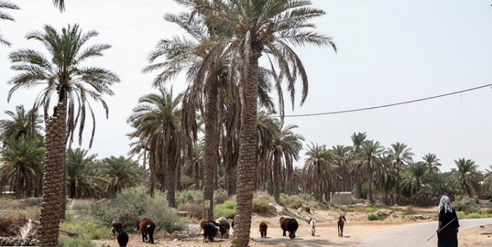 شرجی و رطوبت در خوزستان