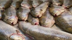 هشدار دامپزشکی خوزستان درباره عرضه ماهیان حرام گوشت
