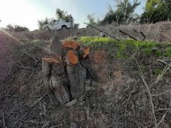 عامل قطع درختان کنار در شعیبیه شوشتر دستگیر شد