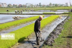 ممانعت از کشت برنج در حوضه مارون جدی گرفته شود