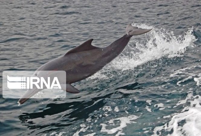 دلفین گوژپشت در محدوده دهانه خورگوارین آبادان مشاهده شد