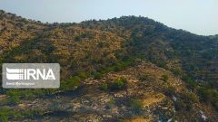 ۵۰ هکتار از جنگل‌های اندیکا در آتش‌سوزی خسارت دید