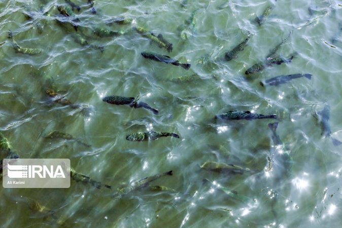 طرح پرورش ماهی “سی‌باس” در آب‌های نامتعارف خوزستان اجرایی شد