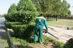 ۱۱۵هزار اصله درخت کنوکارپوس در اهواز هرس می‌شوند