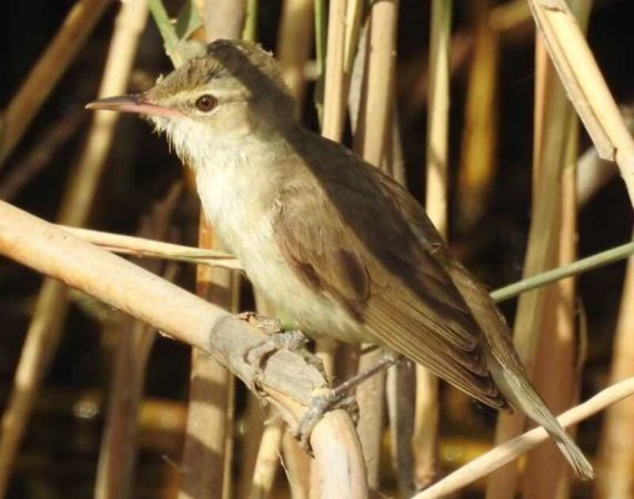 مشاهده پنج گونه پرنده کمیاب در  تالاب هور العظیم برای نخستین بار