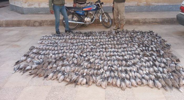 شکارچیان بیش از یک هزار قطعه پرنده را در خوزستان با دانه‌ سمی کشتند