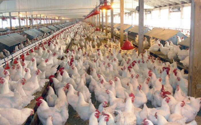 تولید مرغ در خوزستان جوابگوی نیاز استان نیست