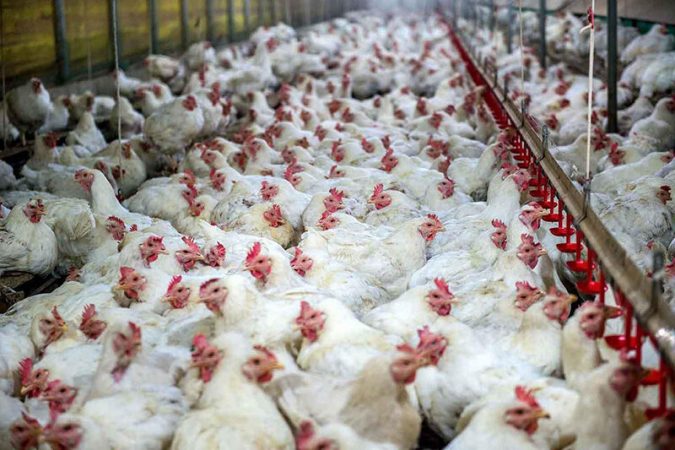 قول مساعد وزارت صمت درباره تامین ۱۷۰۰ تن مرغ برای خوزستان