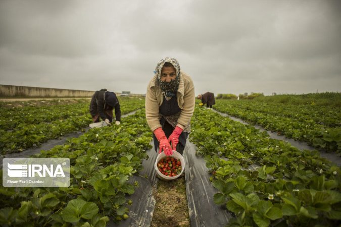 هدررفت ۲میلیارد مترمکعب آب با آبیاری سنتی کشاورزی در خوزستان
