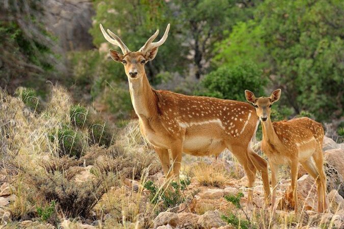 معرفی ۹ آذرماه برای درج “روز ملی گوزن زرد ایرانی” در تقویم کشور