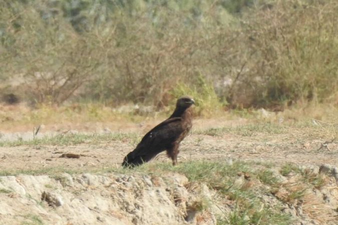 گونه کمیاب عقاب خالدار کوچک برای نخستین بار در خوزستان ثبت شد