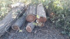 عضو شورای شهر اهواز: دست از قلع و قمع درختان کنوکارپوس بردارید