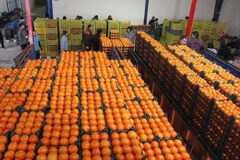 ذخیره سازی ۲ هزار و ۸۰۰ تن میوه شب عید در خوزستان