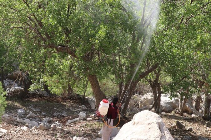 طرح مبارزه بیولوژیک با آفات جنگل های زاگرس در ۱۲ منطقه خوزستان در حال اجرا است