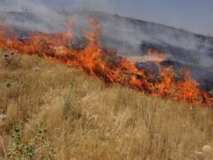 استاندار خوزستان: قوانین بازدارنده برای جلوگیری از آتش زدن مزارع تعیین شود
