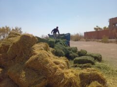 مزارع خوزستان قابلیت تولید ۲.۵ میلیون تن علوفه را دارند