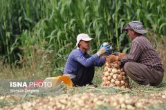 ضرر پیازکاران از کجا آب می‌خورد؟