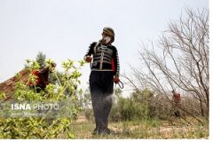 مبارزه با آفت ملخ در خوزستان به روش شیمیایی