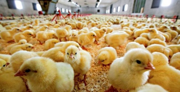 افت ۵۰ درصدی تولید جوجه یکروزه علت افزایش قیمت تخم مرغ