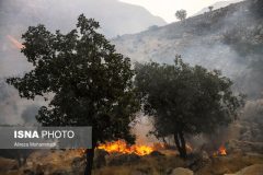 ۲۵۰ درخت پارک ملی دز در آتش سوخته‌اند