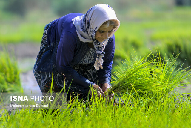 برنج‌کاران خوزستان، در انتظار تکرار یک مصیبت تابستانه؟