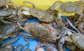 خرچنگ‌های قاچاق‌شده، از کرج به رودخانه‌های خوزستان برمی‌گردند