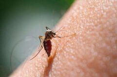 شناسایی ۴ بیمار مبتلا به “مالاریا” در خوزستان/ انجام اقدامات درمانی طبق دستورالعمل ملی
