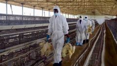 بروز آنفلوآنزای فوق حاد پرندگان در دشت‌آزادگان / هشدار خودداری از خرید مرغ زنده