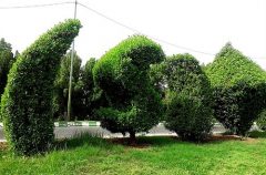 درخت‌های “کنوکارپوس” مسمومیت‌ تنفسی ایجاد می‌کنند؟
