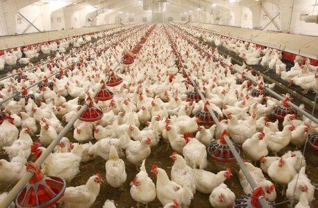 پیش‌بینی کمبود مرغ در خوزستان در ماه آینده