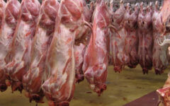 تاثیر صادرات دام بر قیمت گوشت قرمز