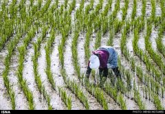 مشکل امرار معاش برنجکاران خوزستانی با عدم کشت / هیچ تسهیلات حمایتی ارایه نشد