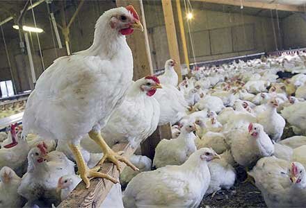 بازار مرغ از تولید تا مصرف ساماندهی می‌شود