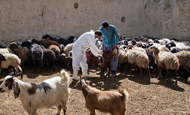 ایمن‌سازی دام‌های سبک در مناطق درگیر خشکسالی حوضه کرخه