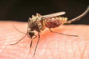 حذف انتقال محلی مالاریا در خوزستان در ۱۰ سال اخیر