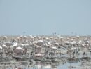 خوزستان، ‌زیستگاه‌ بیش از ۳۰۰ گونه پرنده مهاجر و بومی/ شمارش سالانه بیش از ۱۲۰ هزار پرنده مهاجر