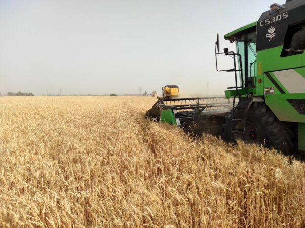 برداشت خوشه‌های طلایی گندم در شکرستان ایران آغاز شد/ گندم نیشکر به یاری خودکفایی آمد