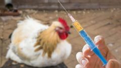 موردی از آنفلوآنزای فوق حاد پرندگان در مرغداری‌های خوزستان مشاهده نشد