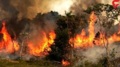 سرایت آتش از زمین‌های کشاورزی به جنگل بلای جان عرصه‌های منابع طبیعی خوزستان